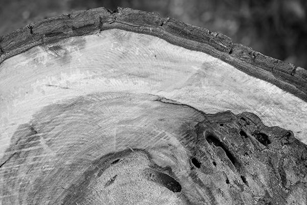 Schwarzweiß-Nahaufnahme des Querschnitts eines Baumstumpfs, die Ringe, Texturen und verrottete Bereiche zeigt.