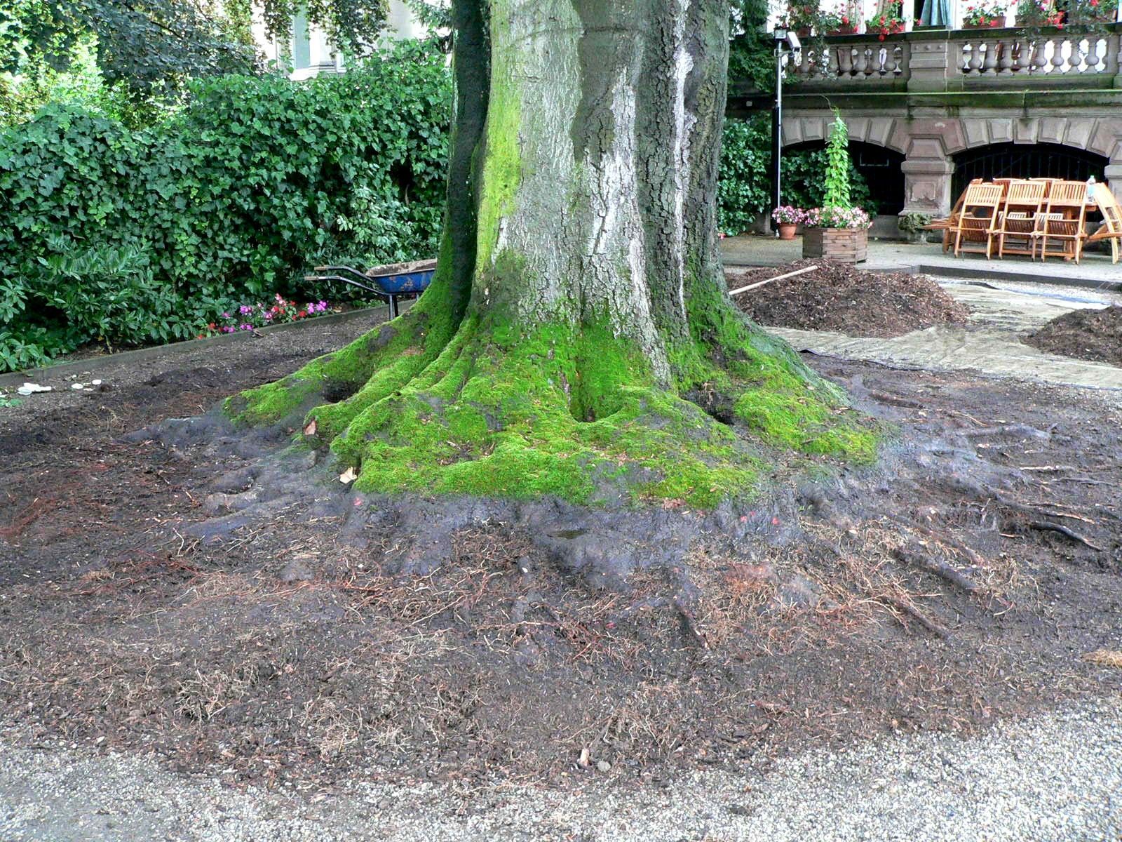 Großer Baumstamm mit freiliegenden Wurzeln, bedeckt mit grünem Moos, umgeben von Mulch.