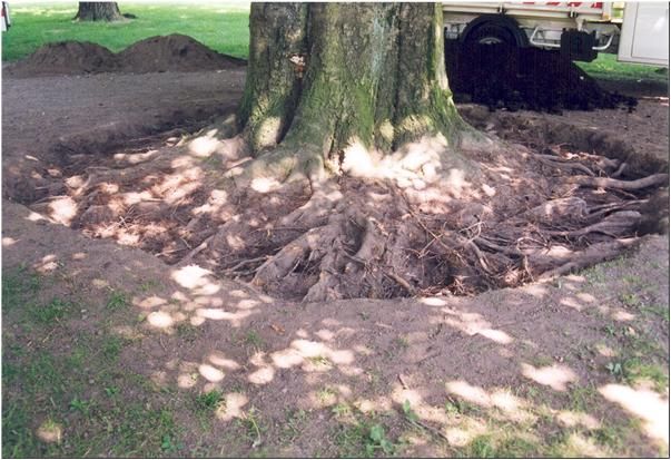 Baumstamm mit freiliegenden Wurzeln, umgeben von einem kreisförmigen Graben im Boden.