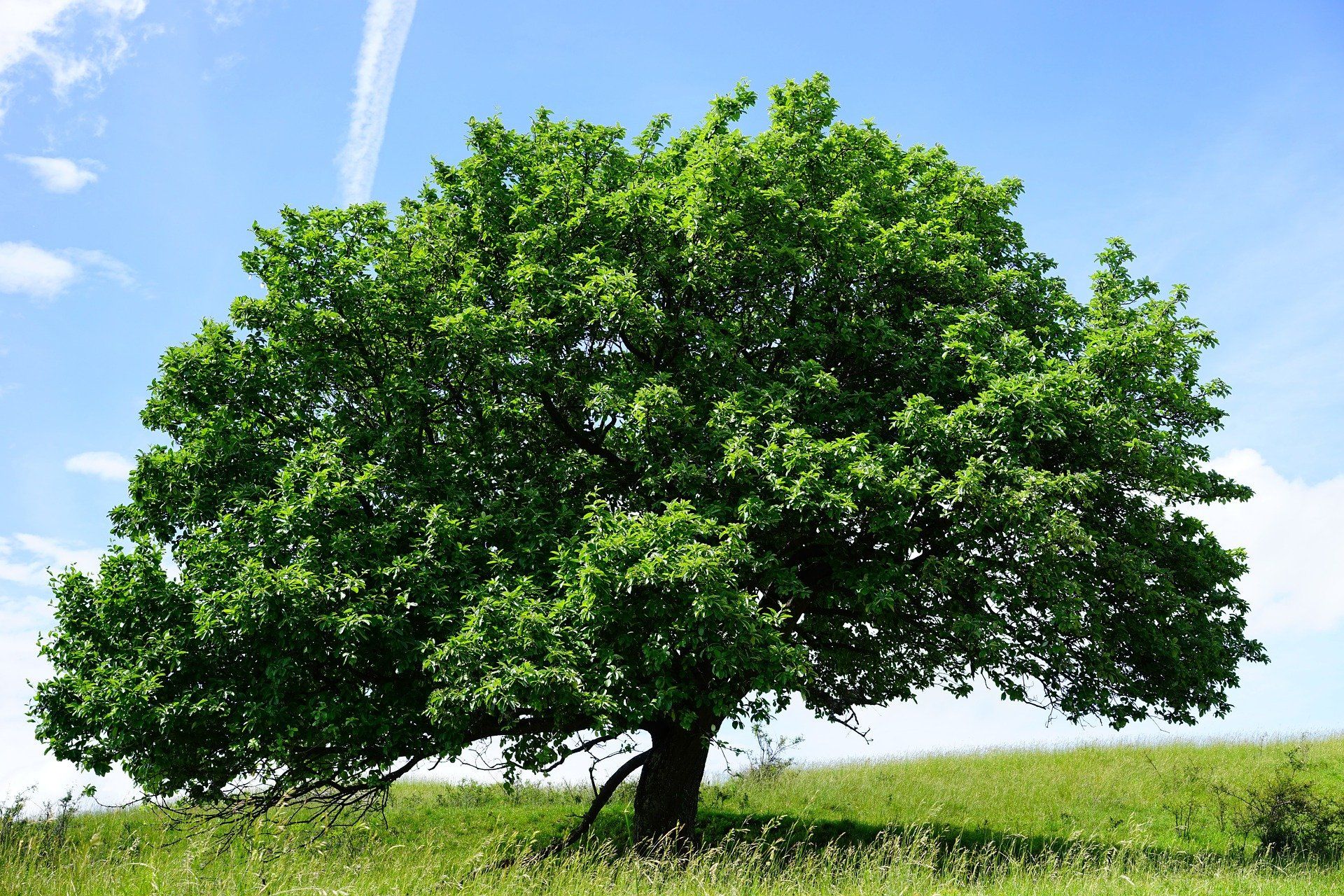 Ein großer, grüner Baum auf einer Wiese unter einem strahlend blauen Himmel.