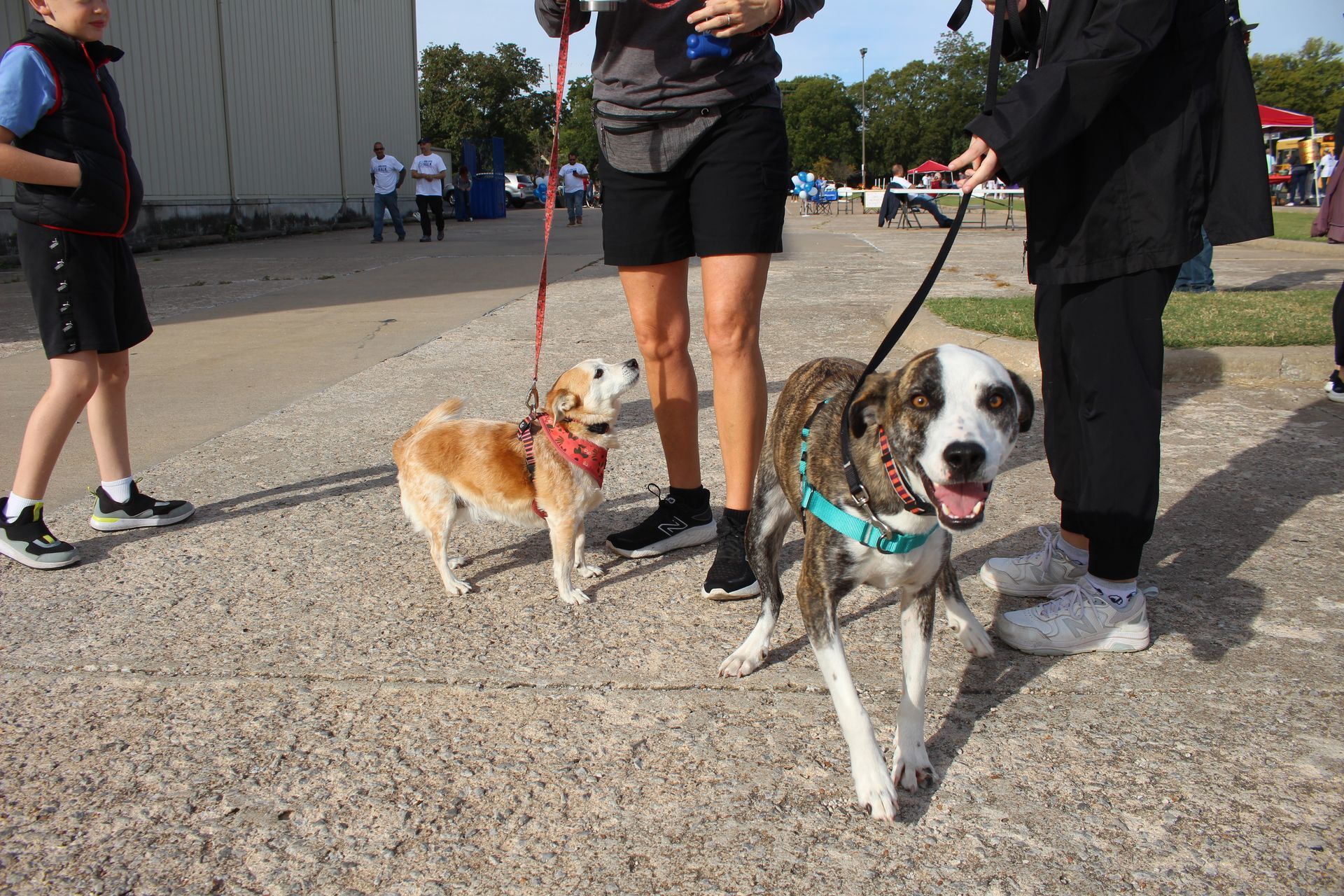 A group of people standing next to three dogs on leashes.