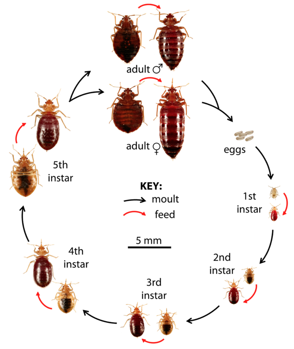 Bed Bug Diagram - Mansfield, OH - 360 Pest Solutions