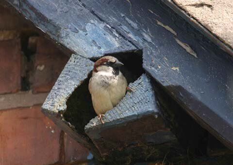 Sparrow - Mansfield, OH - 360 Pest Solutions