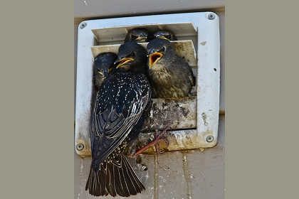 Starlings - Mansfield, OH - 360 Pest Solutions