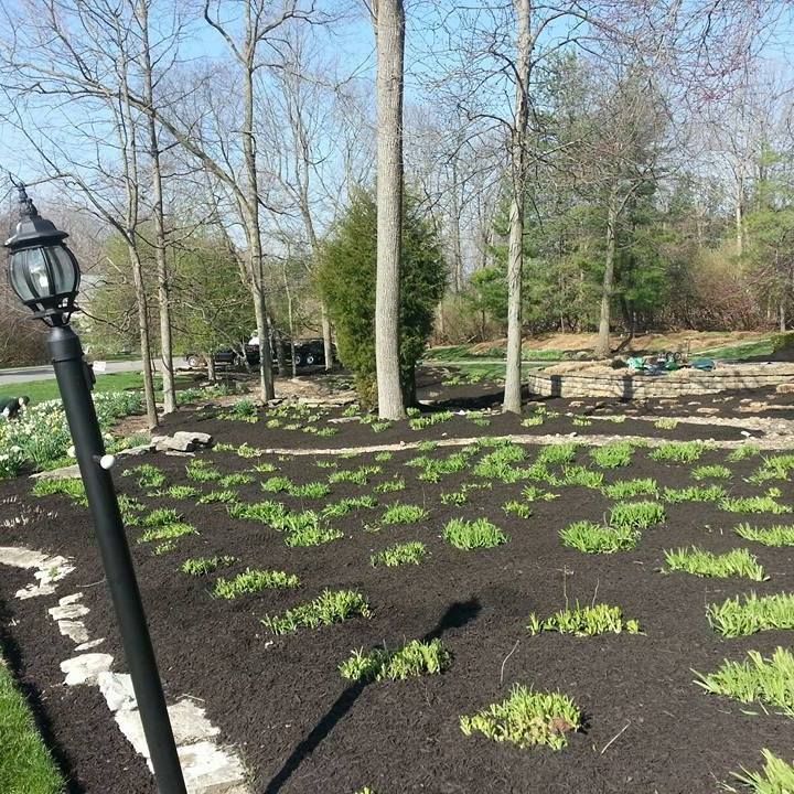 Grass Growing — Powell, OH — Dependable Landscape Services, Inc.