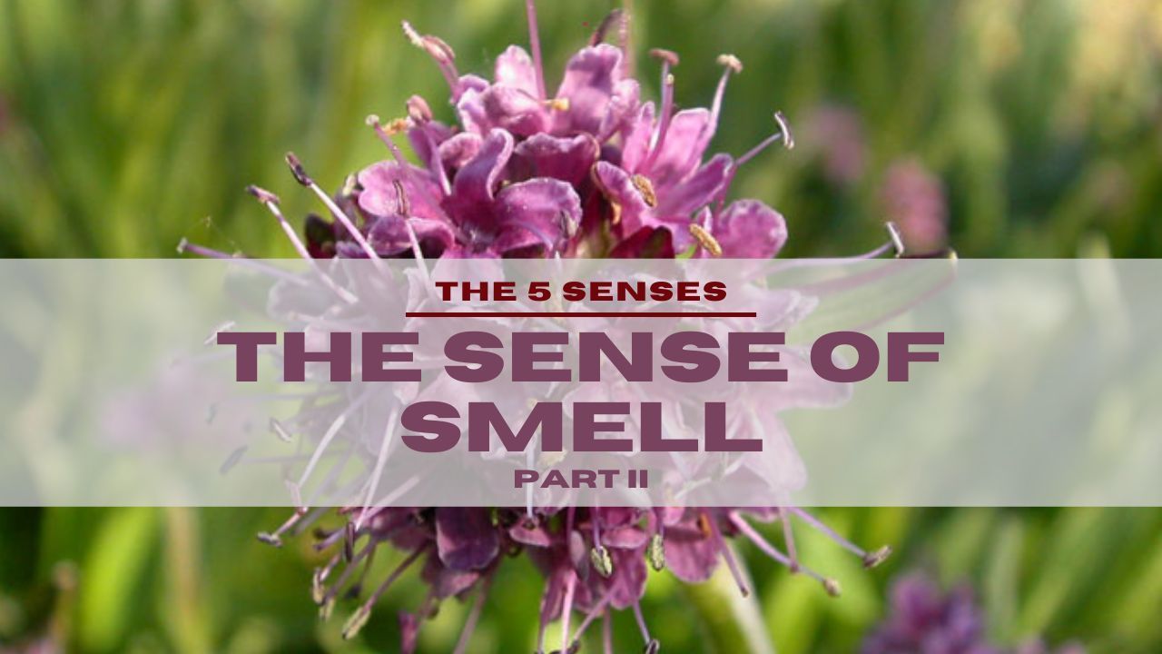 A close up of a purple flower with the words `` the sense of smell '' written above it.