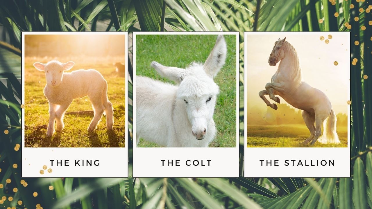 Three pictures of animals with the words the king the colt and the stallion on them