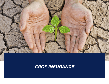 Crop Insurance