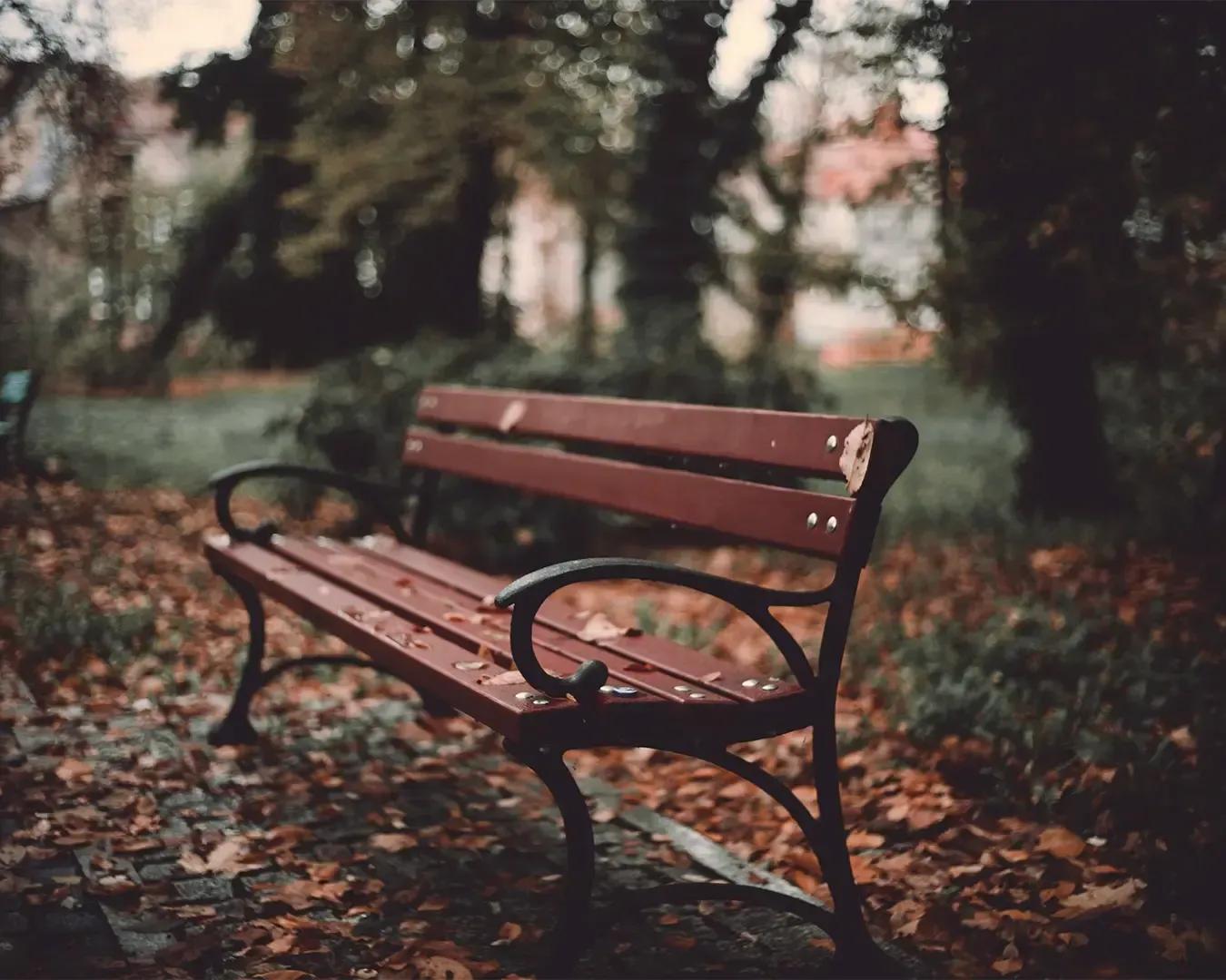 A tree branch extending outward in a green park environment, with leaves gently catching the natural light. The surrounding greenery and open space create a calm outdoor scene, reflecting the peacefulness of nature in an urban park.