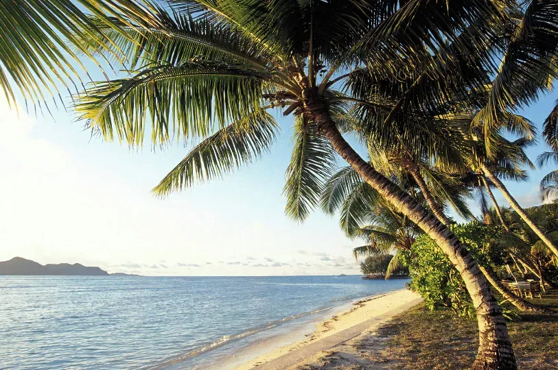 Warm sunlight illuminates large palm trees leaning gently over a quiet, pristine white sand Seychell