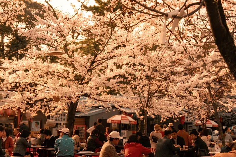 A lively outdoor hanami gathering where people are seated on red mats at low tables, enjoying food and drink under a canopy of blooming cherry blossom trees illuminated by warm evening light.