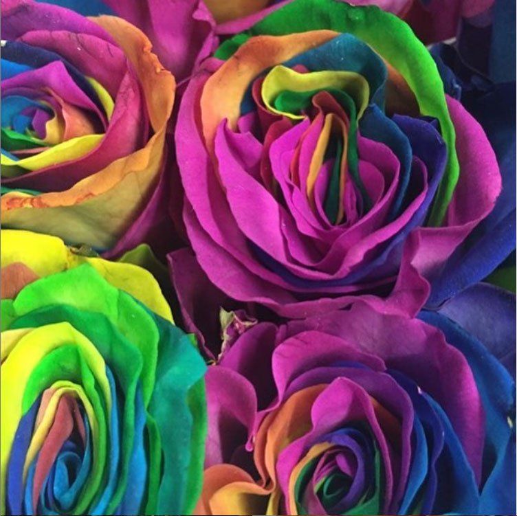 Rose with Different Colors — Redlands, CA — Hockridge Florist