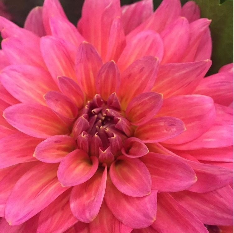 Pink Flower — Redlands, CA — Hockridge Florist