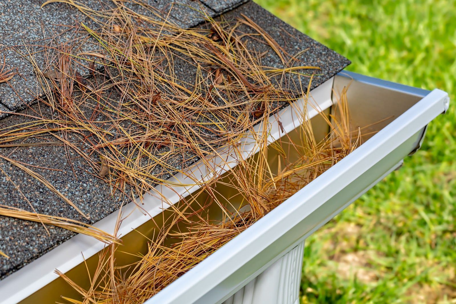 Gutter filled with brown pine needles on a shingled roof, next to a green lawn.