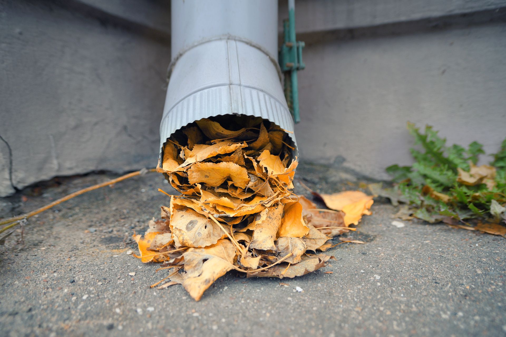Leaves overflowing from a downspout onto concrete.