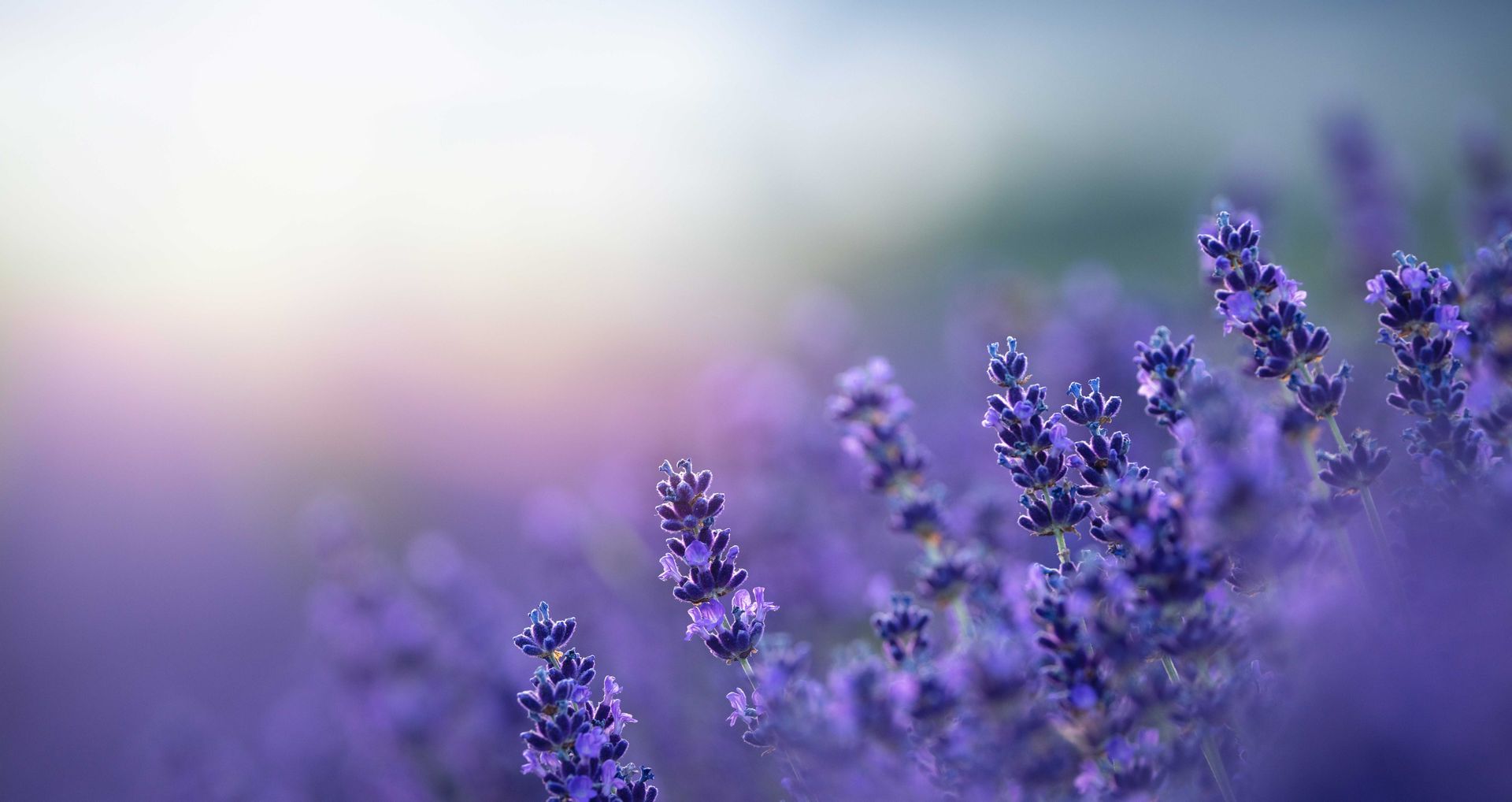 Lavender flowers in soft focus with purple hues.