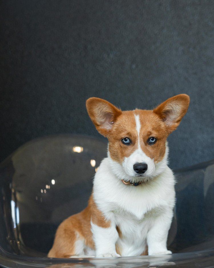 Pembroke Welsh Corgi with white and brown fur, blue eyes, and large ears sits on a clear chair against a dark background.