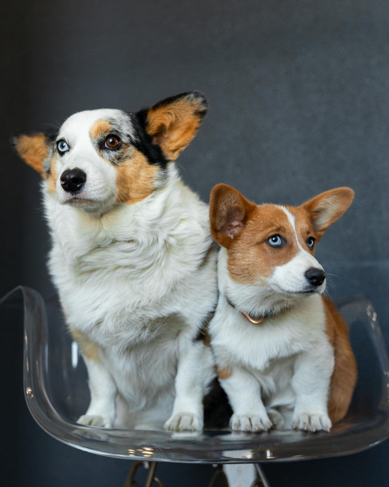 Two corgis sitting on a clear chair, one blue merle with one blue eye, the other red and white with a blue eye, against a gray background.