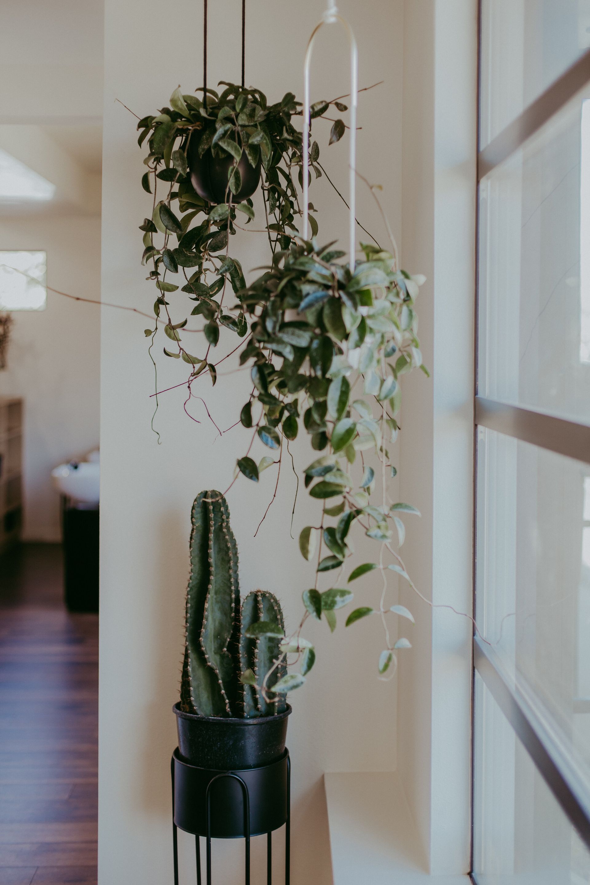 Hanging plants with cascading vines and a tall cactus in a black pot near a window.