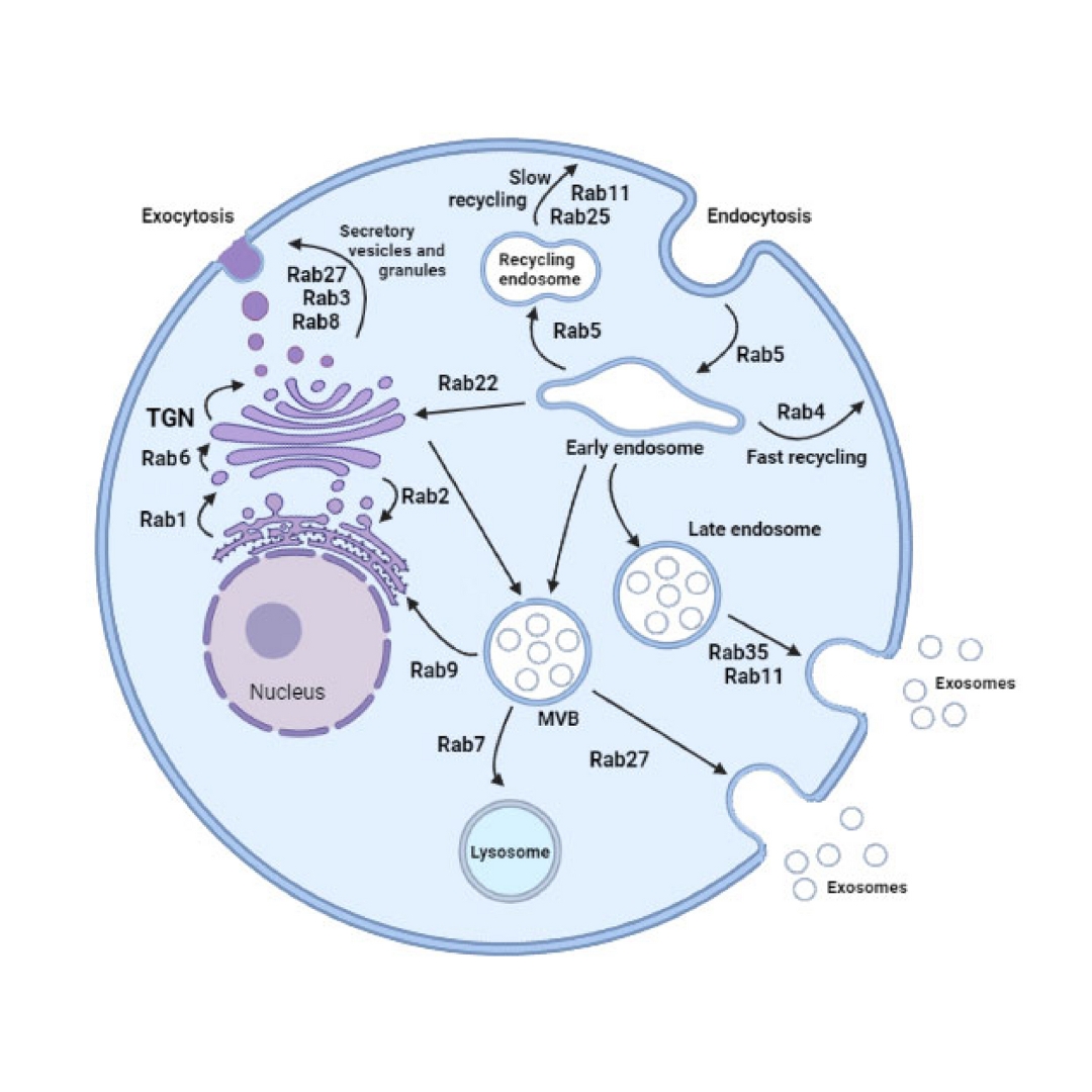 A diagram of a cell showing various processes