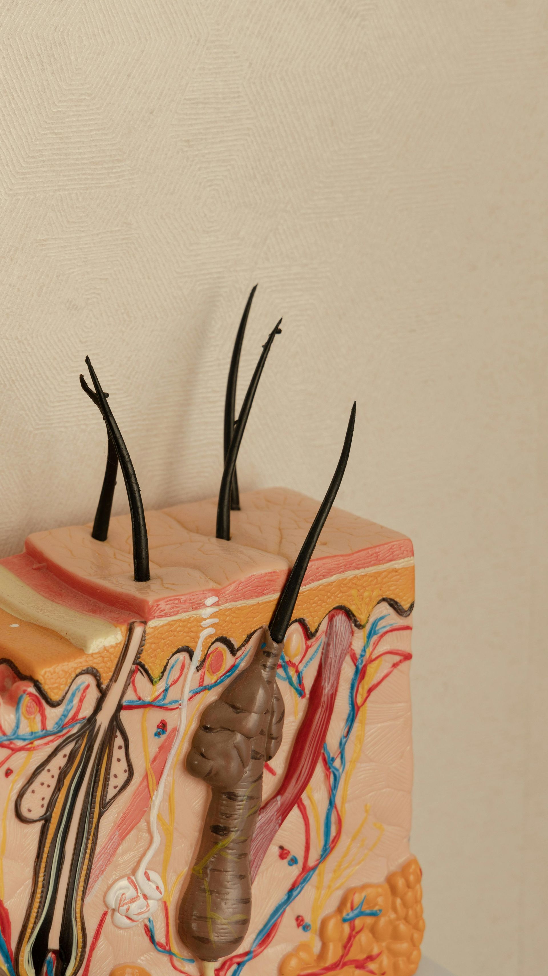 A model of a human skin with hair growing out of it.