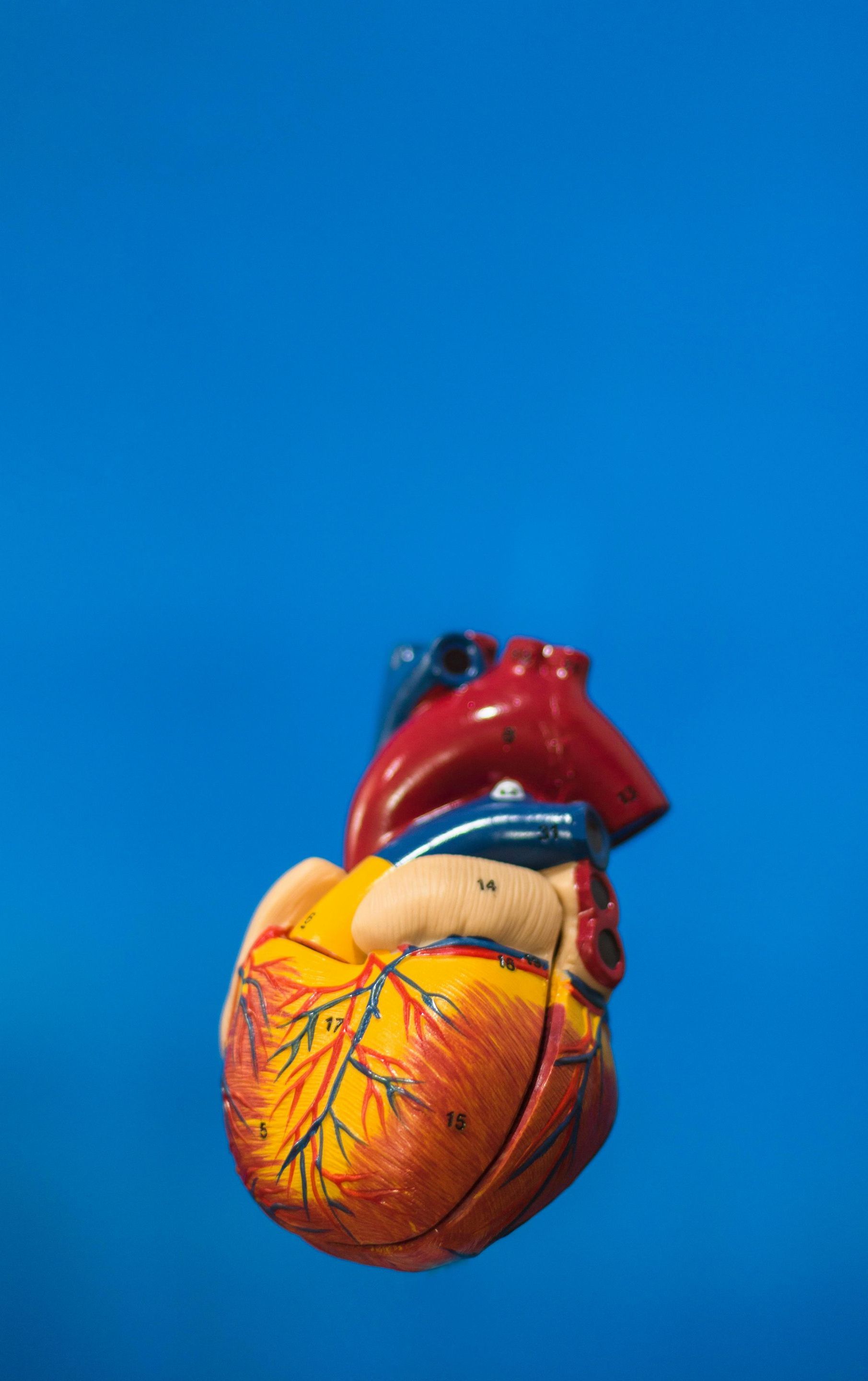 A model of a human heart is floating in the air on a blue background.