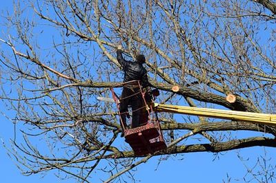 Removal — Pruning Trees in Redding, CA