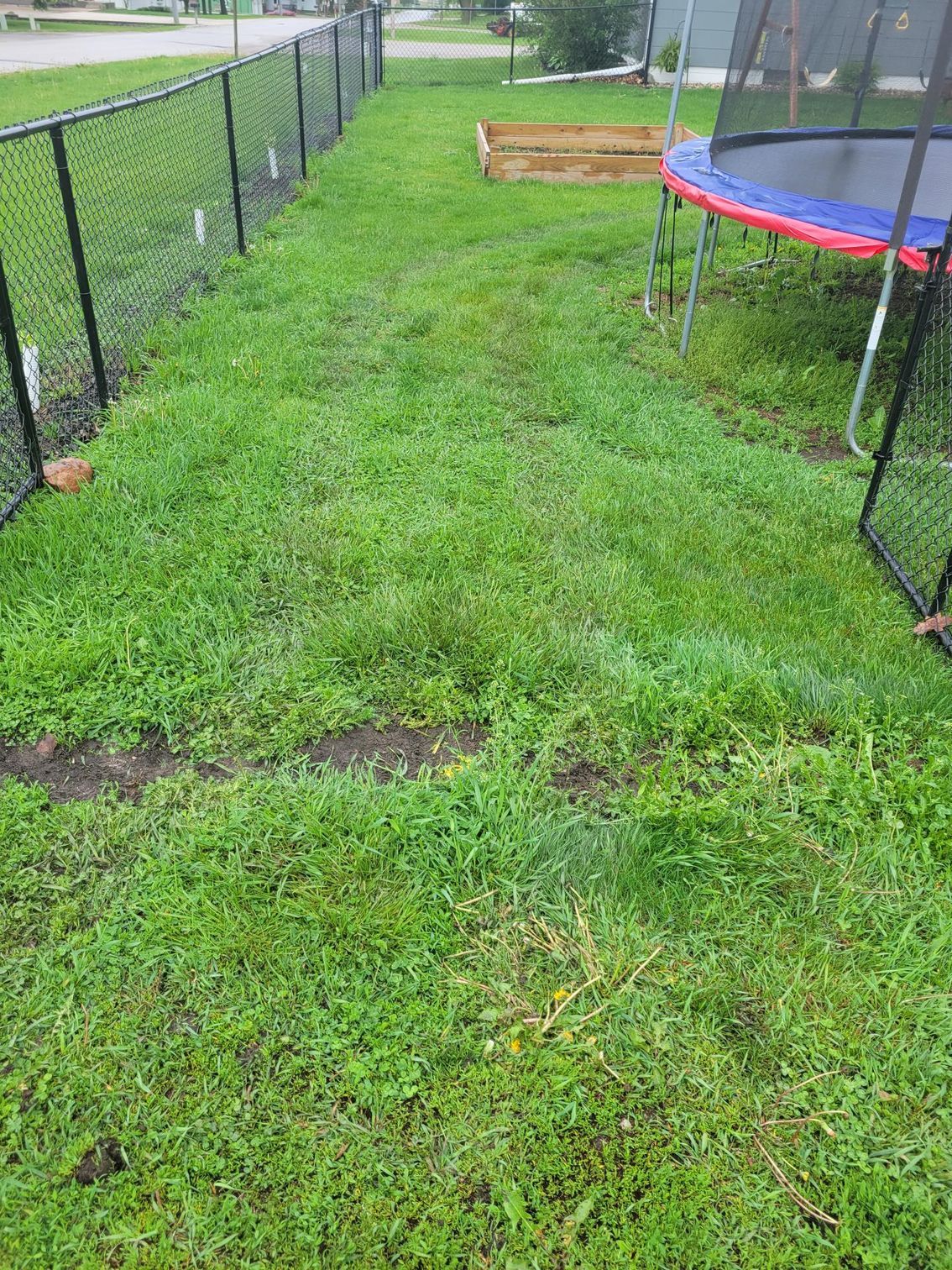 Grassy backyard with a black fence, a trampoline, and a raised garden bed.