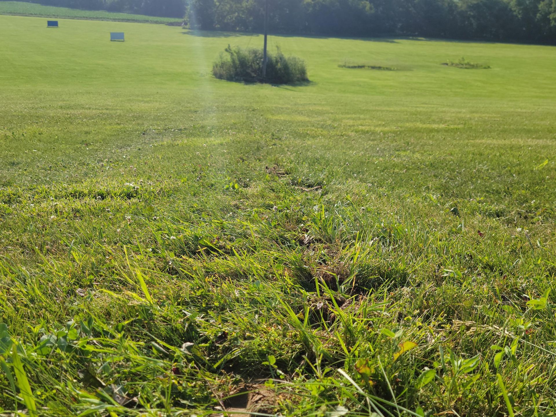 Green grassy field with a small patch of bushes in the center, trees in the background, blue sky.