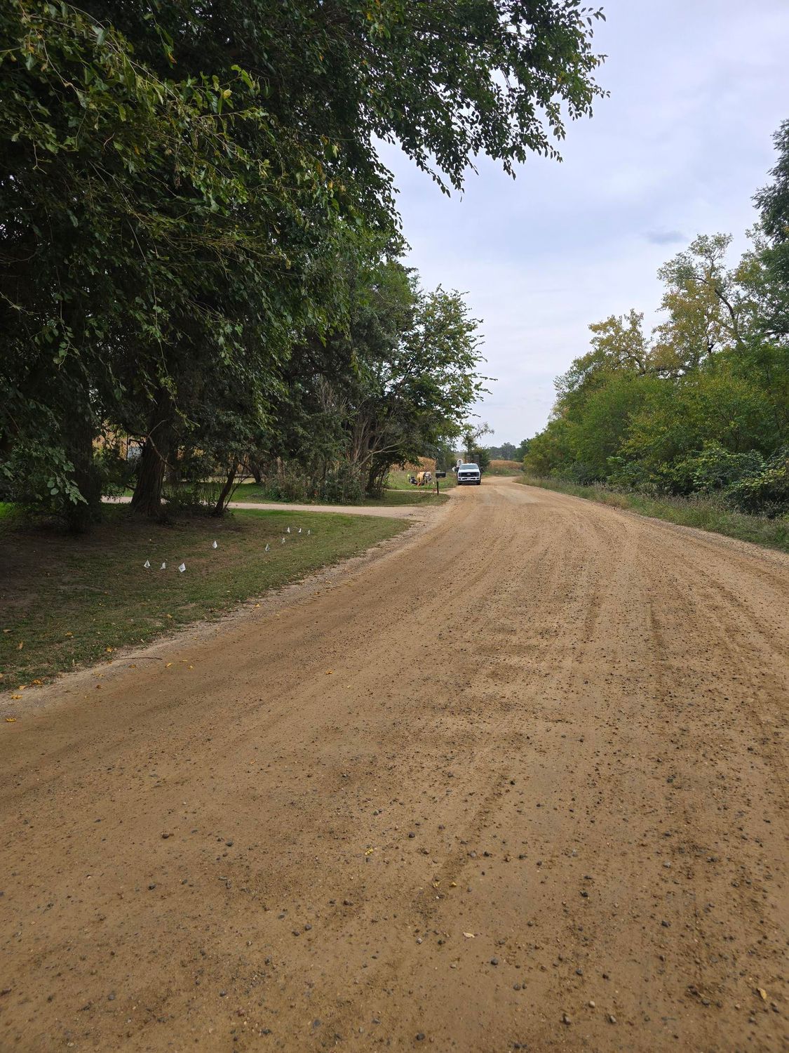 Dirt road through trees, vehicle in distance, overcast sky.