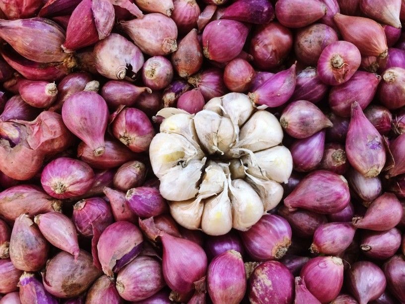 A close-up of a head of garlic surrounded by many small, purple shallots.
