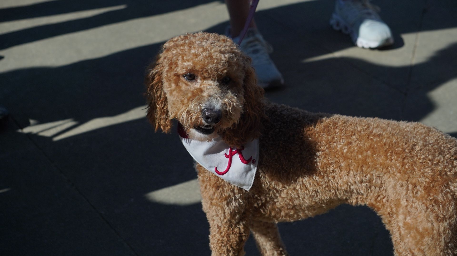 A golden-colored Goldendoodle dog wearing a bandana with the letter 
