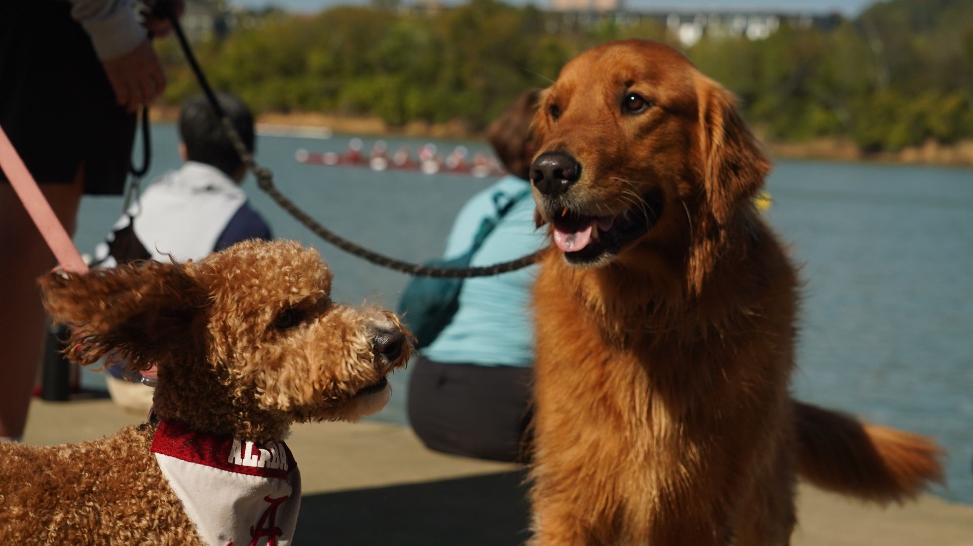 Two dogs. A goldendoodle wears a red bandana, and a retriever looks on with its tongue out.