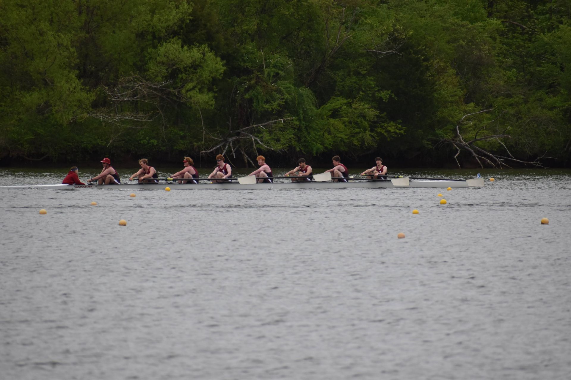 A crew team in a long boat rows on a river, near a tree-lined shore.