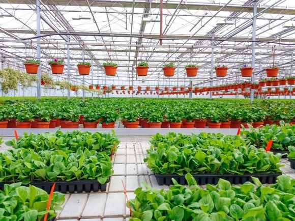 a place full of different types of plants