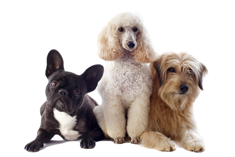 Three dogs are sitting next to each other on a white background