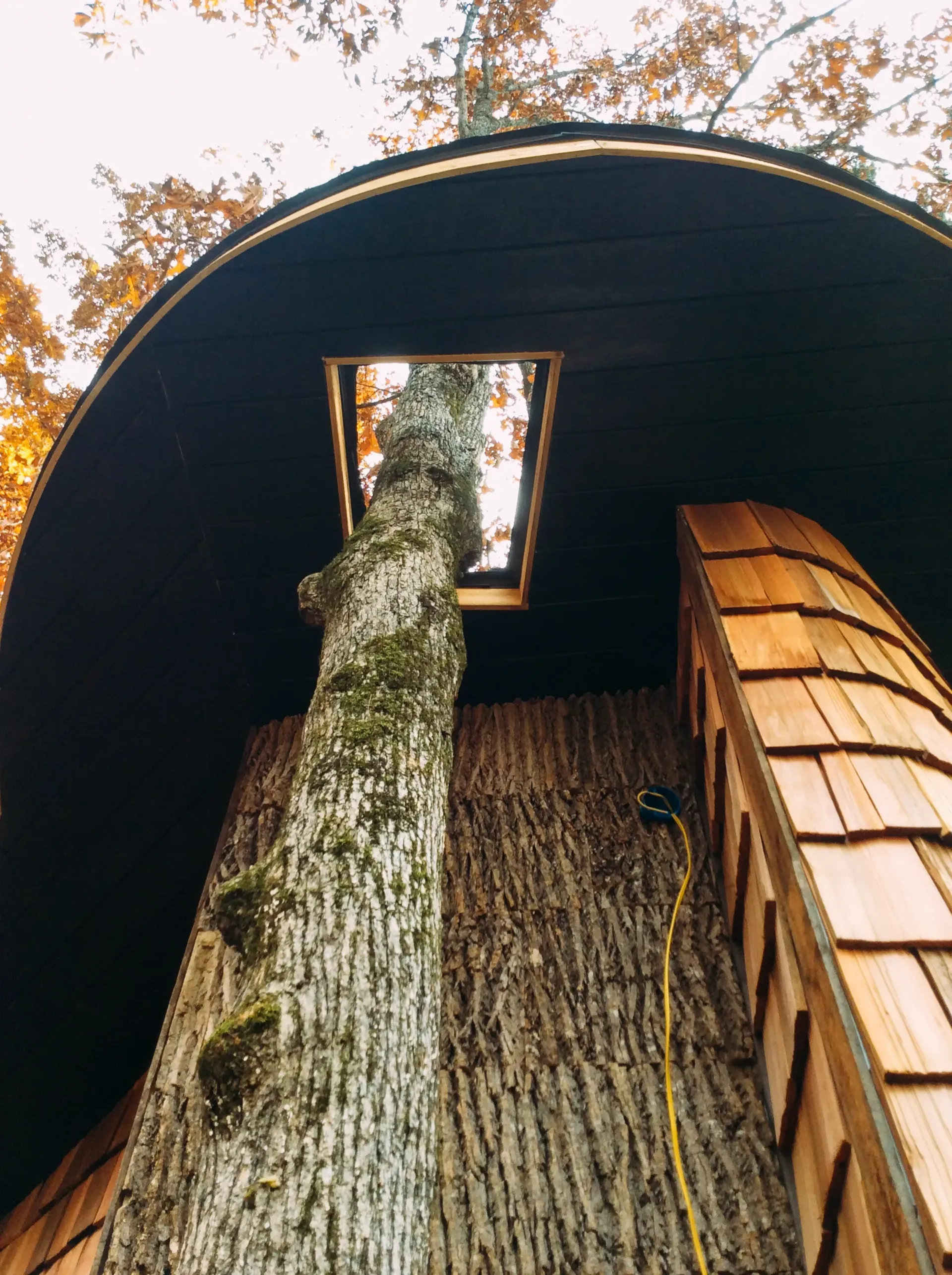 A tree house with a window in the roof and a tree growing out of it.