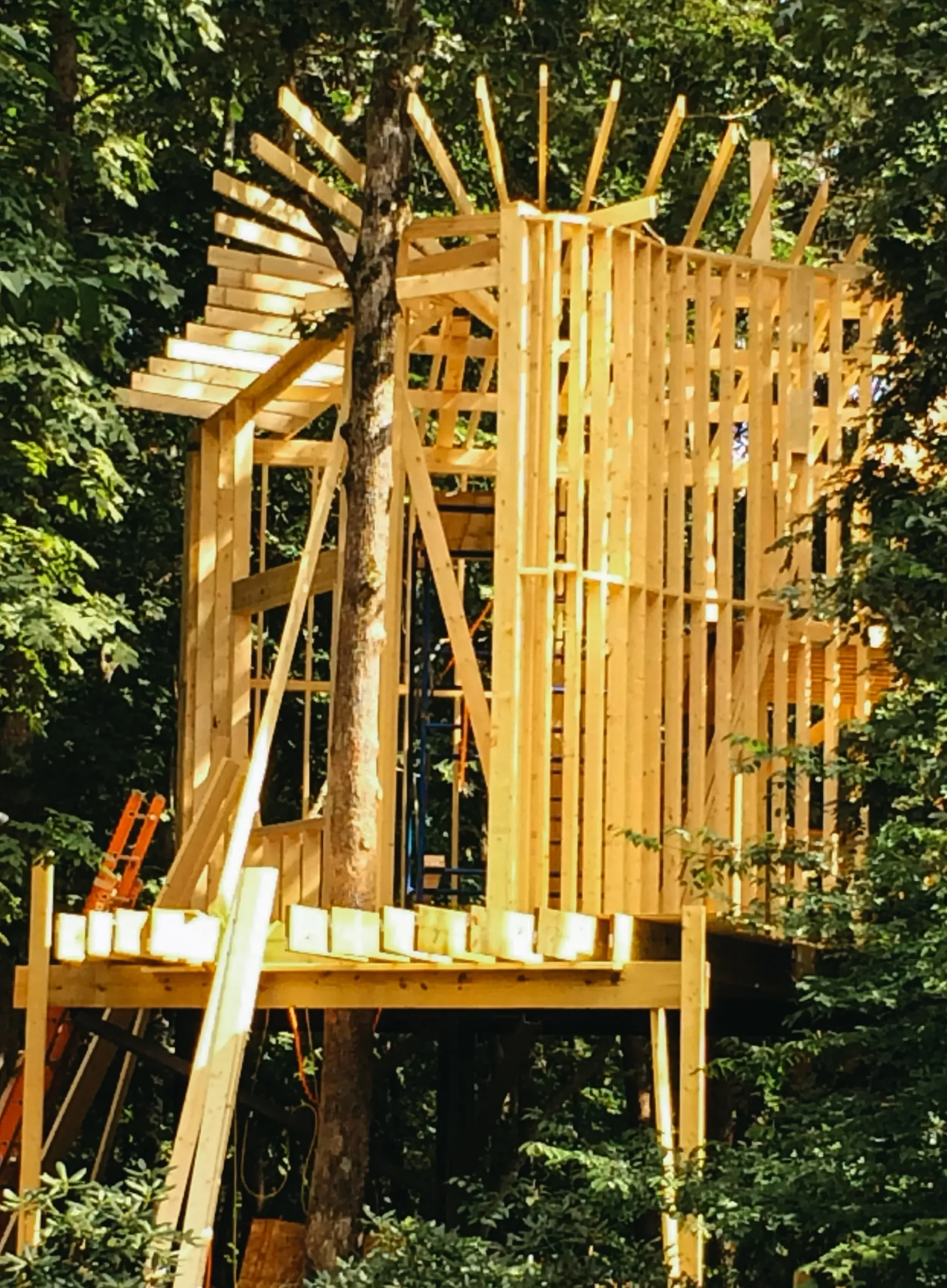 A tree house is being built in the middle of a forest