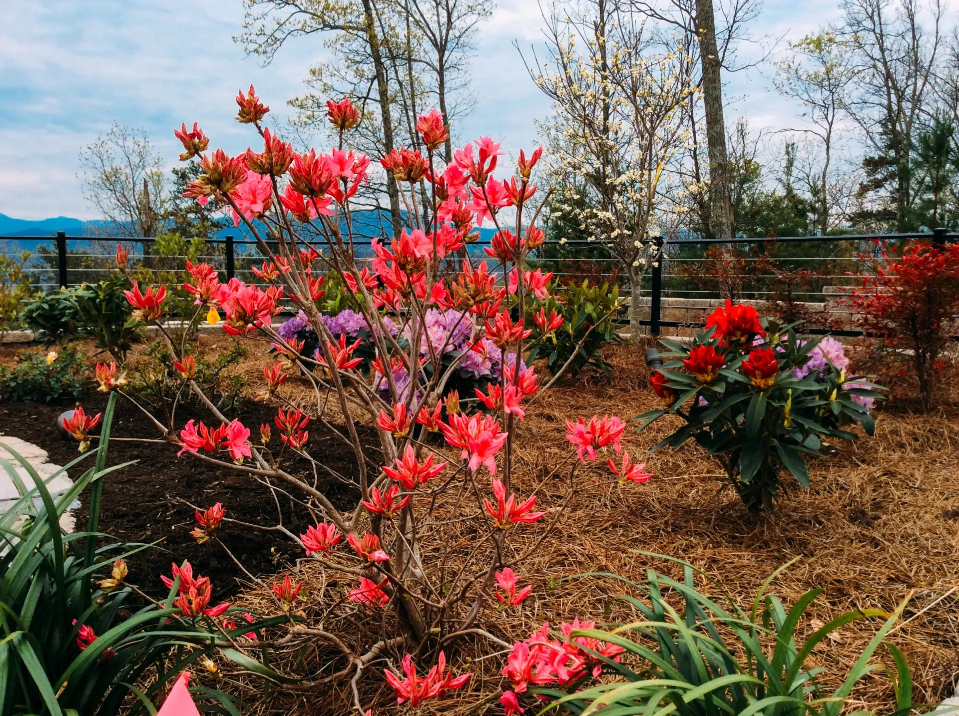 A bush with pink flowers and purple flowers in a garden