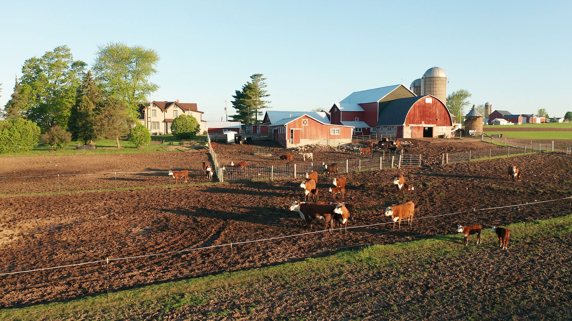 A rural farm scene featuring a herd of cattle in a muddy field before red barns, silos, and a house under a clear sky.