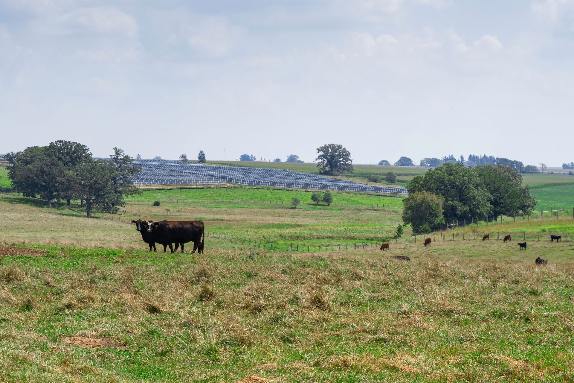 Dark cattle graze in a rolling green pasture beneath a blue sky, with a distant field of solar panels in the background.