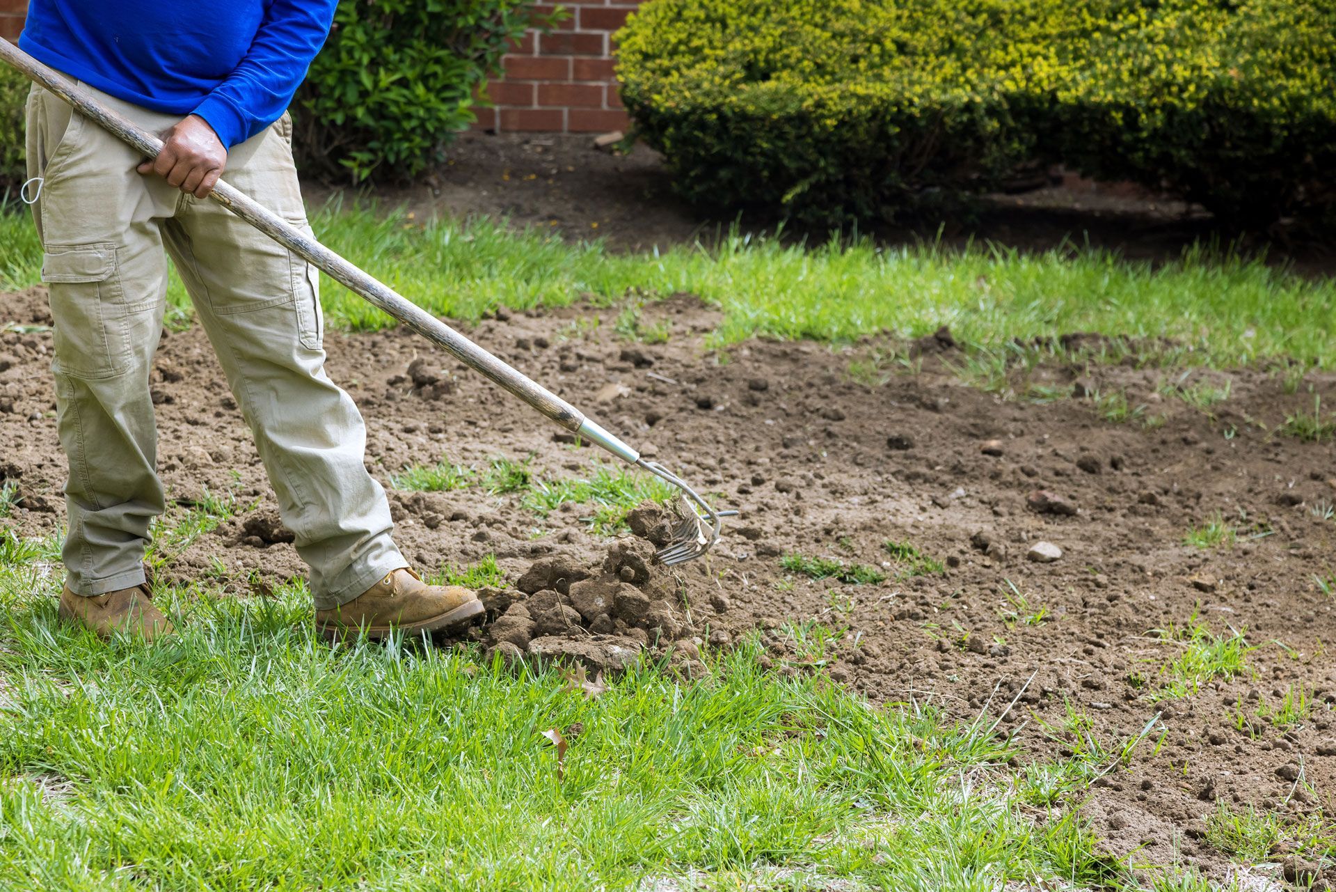 Person raking soil in a garden beside green grass and shrubs