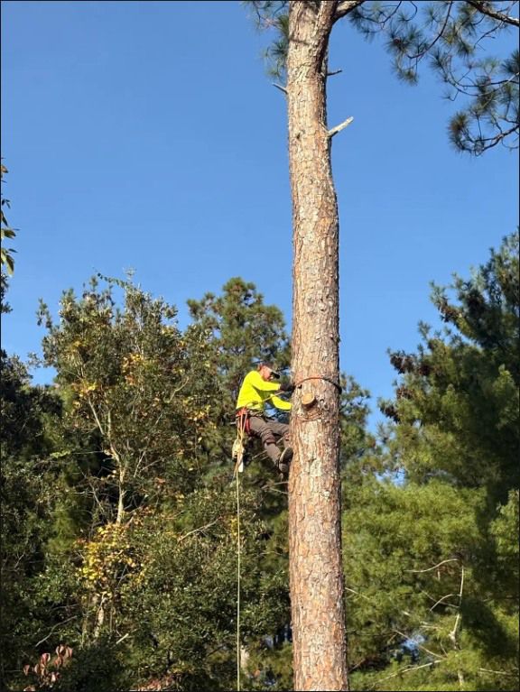 Worker in safety gear is climbing the tall tree