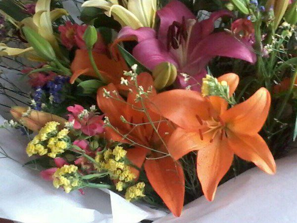 flores y plantas cecilia