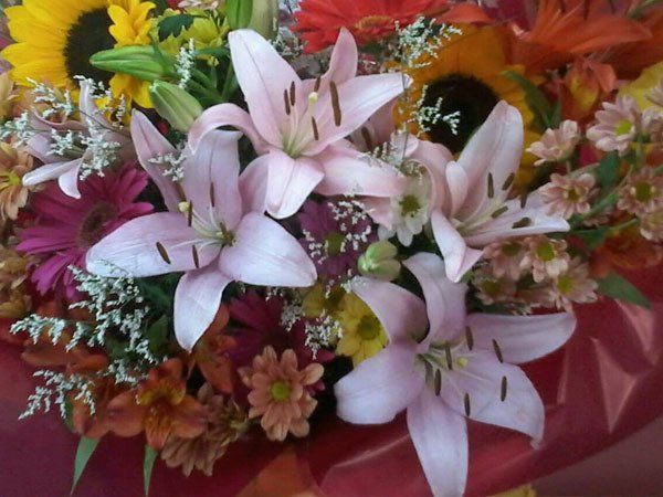 flores y plantas cecilia