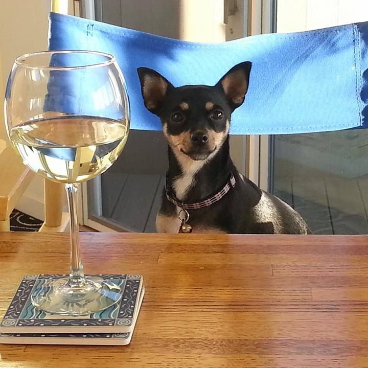 A small dog sits on a table next to a glass of wine