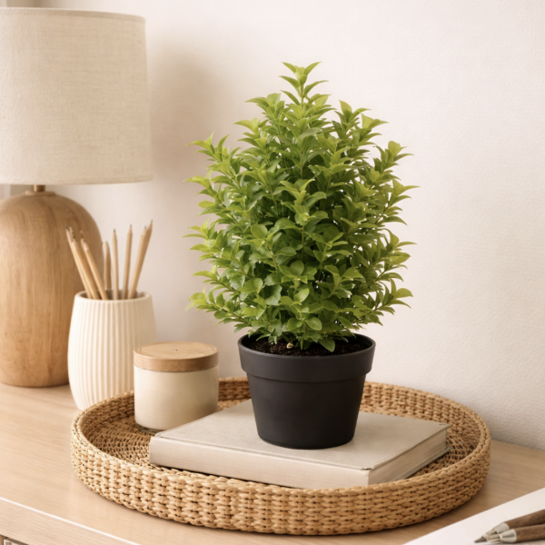 Planta maceta arbolito