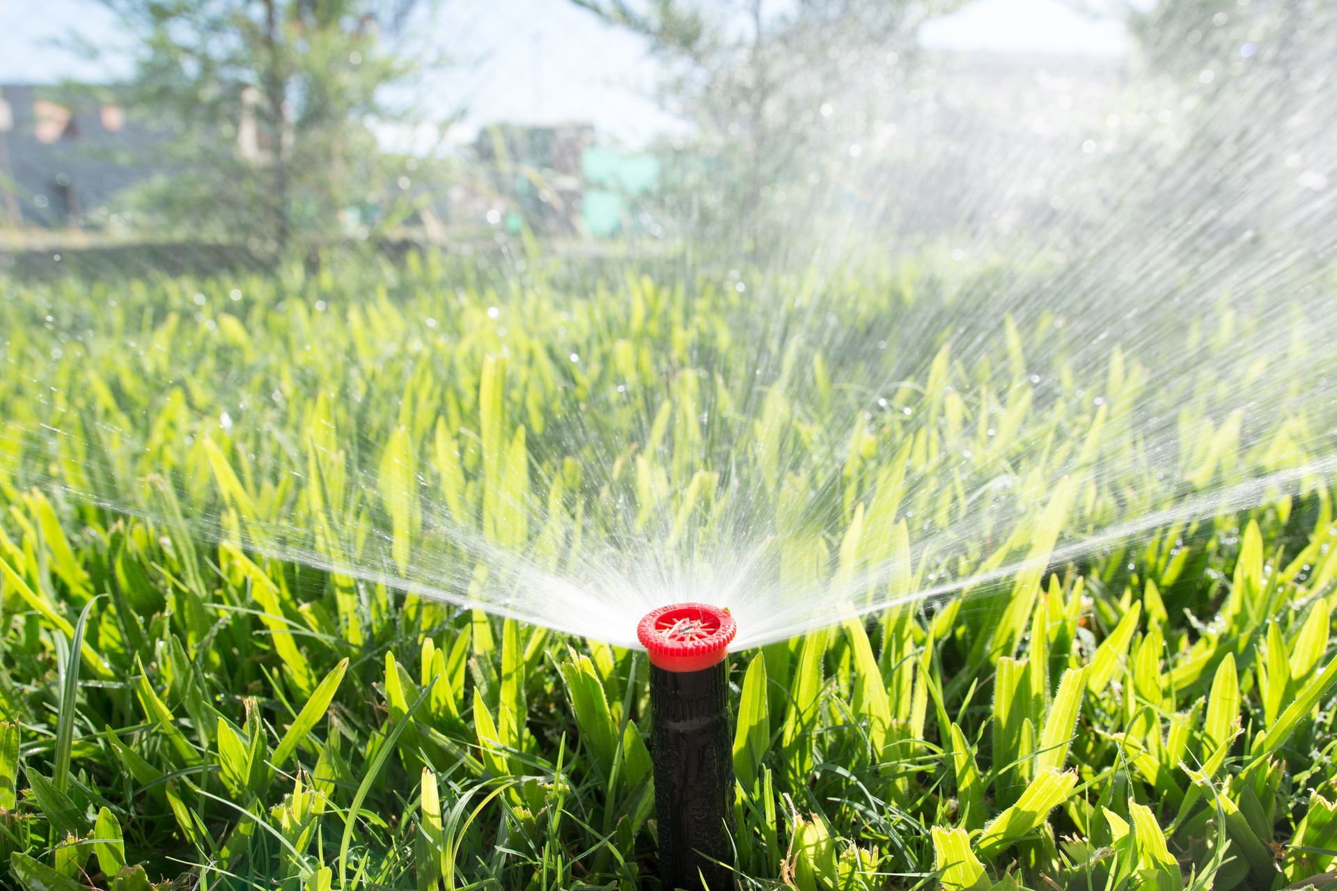 A sprinkler is spraying water on a lush green lawn.