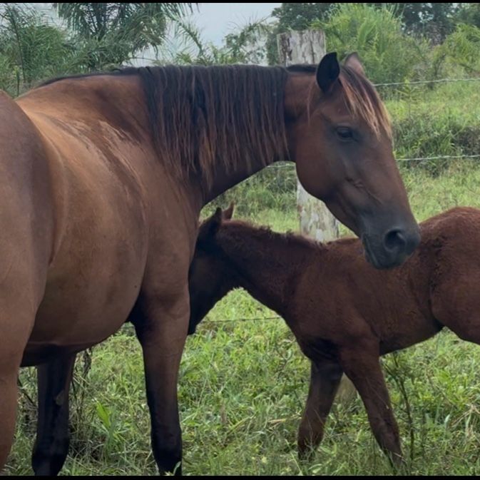 equine therapy, horseback riding, horse farm