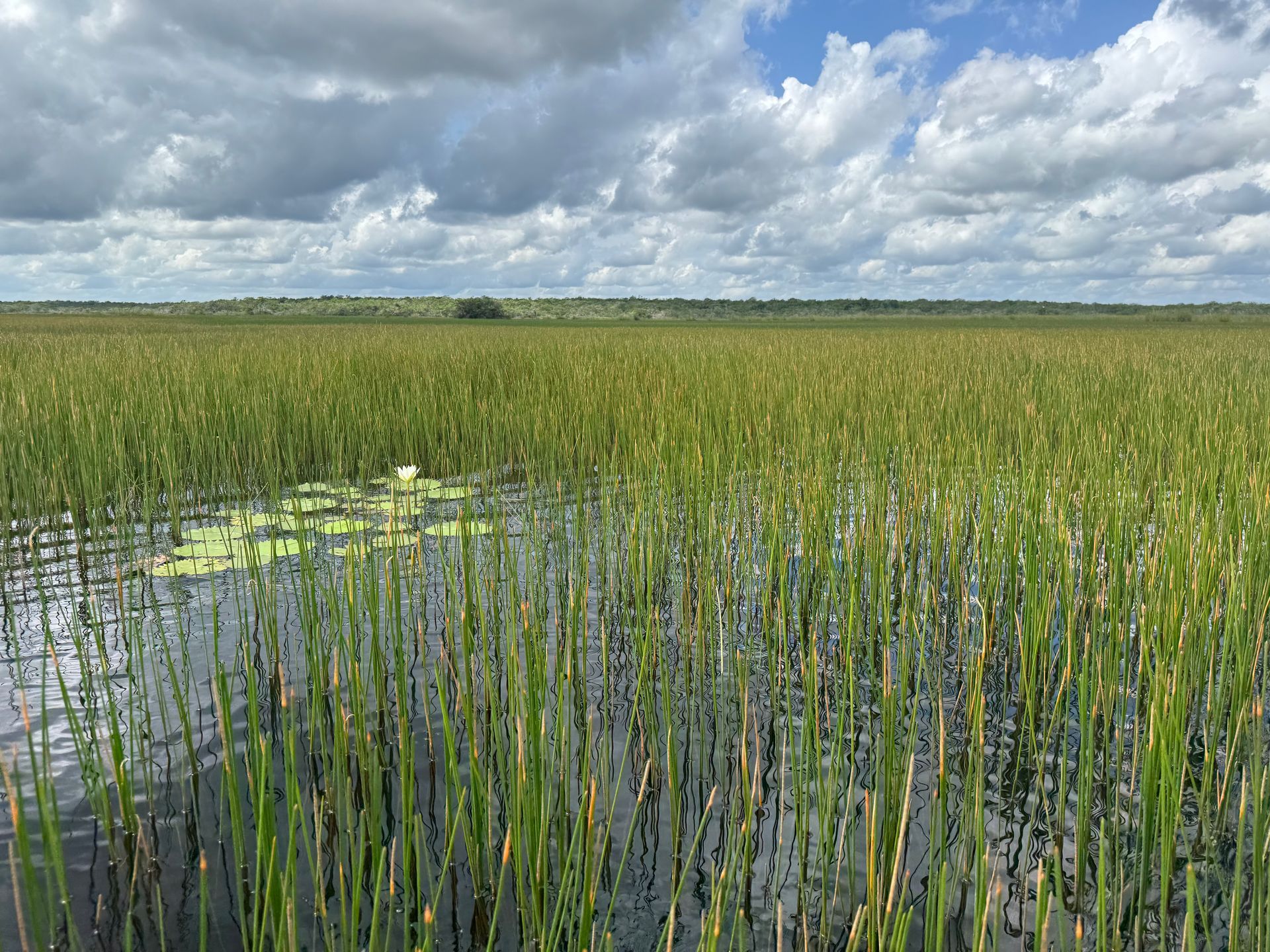 wetlands, el corchal, solferino, canoeing, kayaking